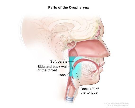 image 46 Anatomy of Oropharynx