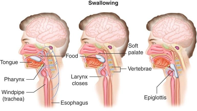 image 47
Deglutition (Swallowing of food)