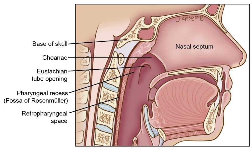 image 48 Anatomy of Nasopharynx