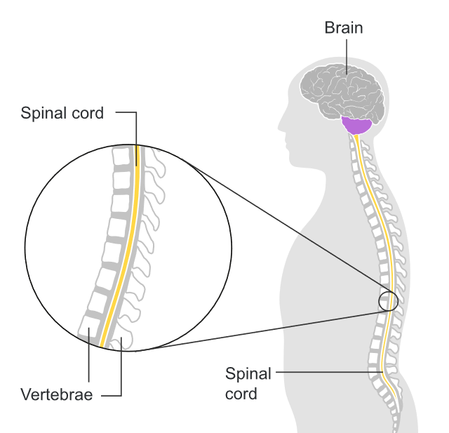 image 51 The Central Nervous System