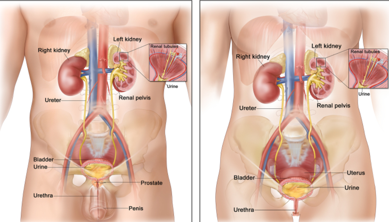 image 53 Male and Female Urinary System