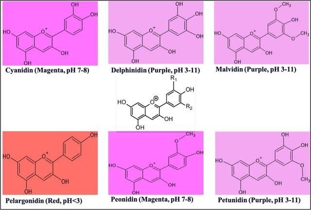 image 54 Colors formed due to various Anthocyanidins