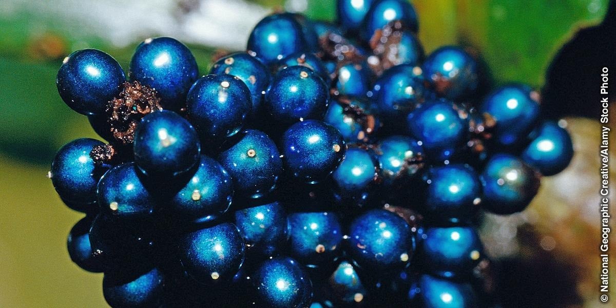 image 55 Marble Berry