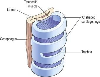 image 56 C-shaped cartilaginous rings