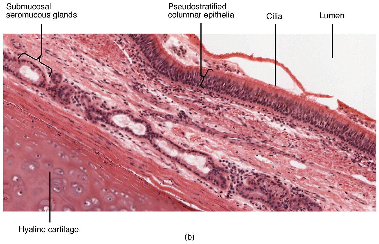 image 57 Cross-sectional diagram of the trachea