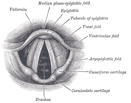 image 57 Laryngoscopic anatomy of the vocal folds
