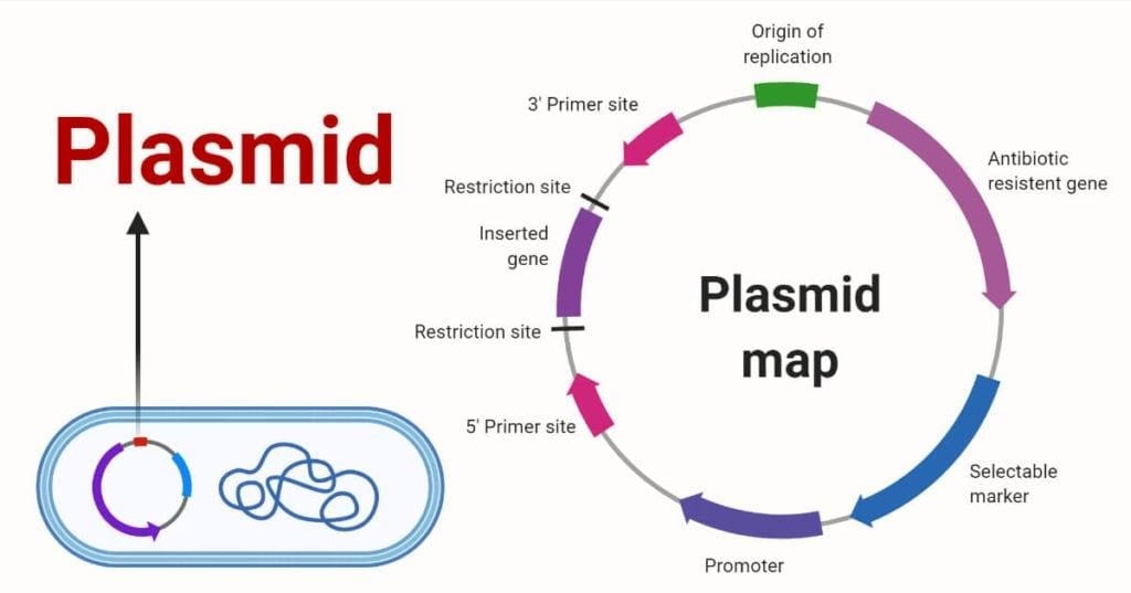 image 58 Structure of Plasmid