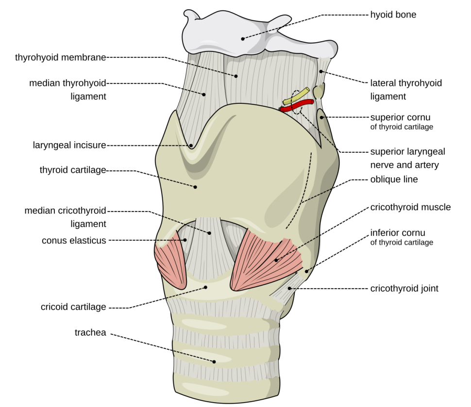 image 58 Laryngeal cartilages