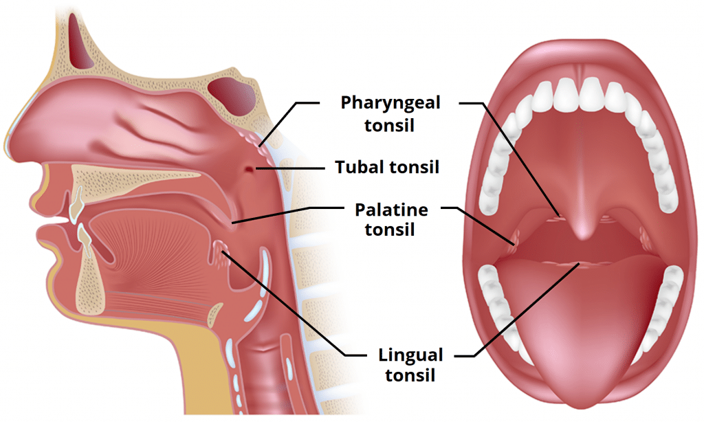 image 66 Anatomy of Laryngopharynx