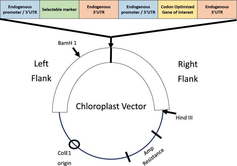 image 67 Design of a common chloroplast vector