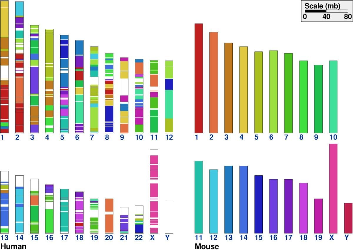image 68 Synteny of Human and Mouse