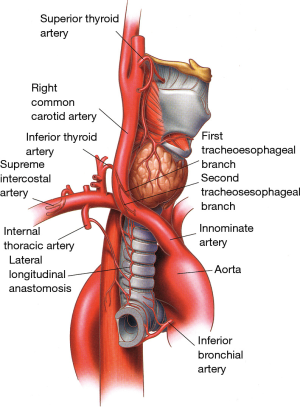 image 69 Blood supply to the trachea