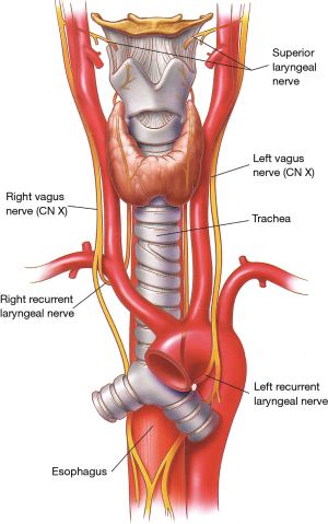image 70 Anatomy of the recurrent laryngeal nerves