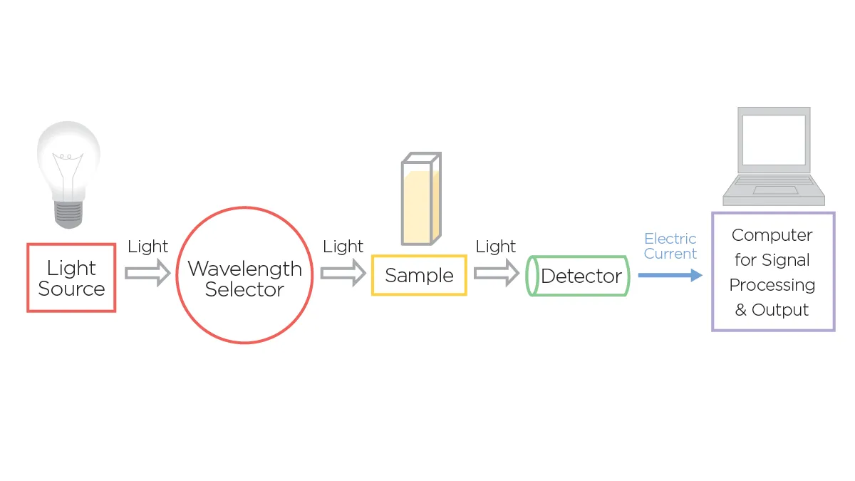 image 73 A simplified schematic of the main components in a UV-Vis spectrophotometer