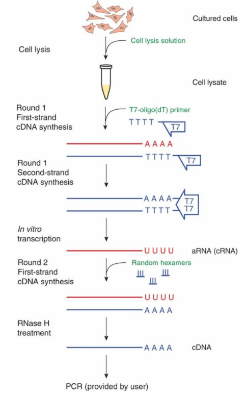 image 75 An overview of the procedure for the cDNA Synthesis from Cell Lysates.