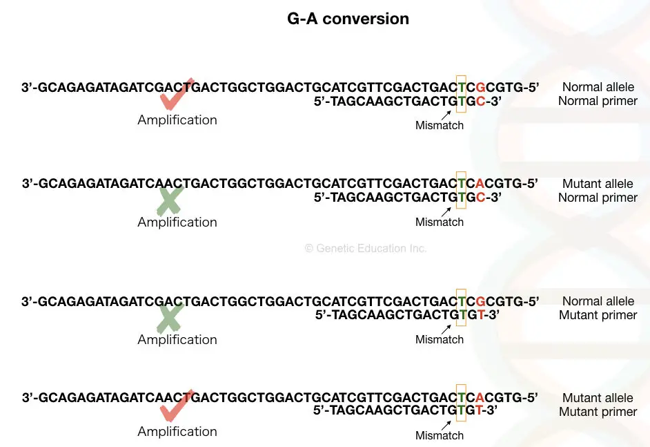 image 8 The concept of a mismatch for ARMS-PCR