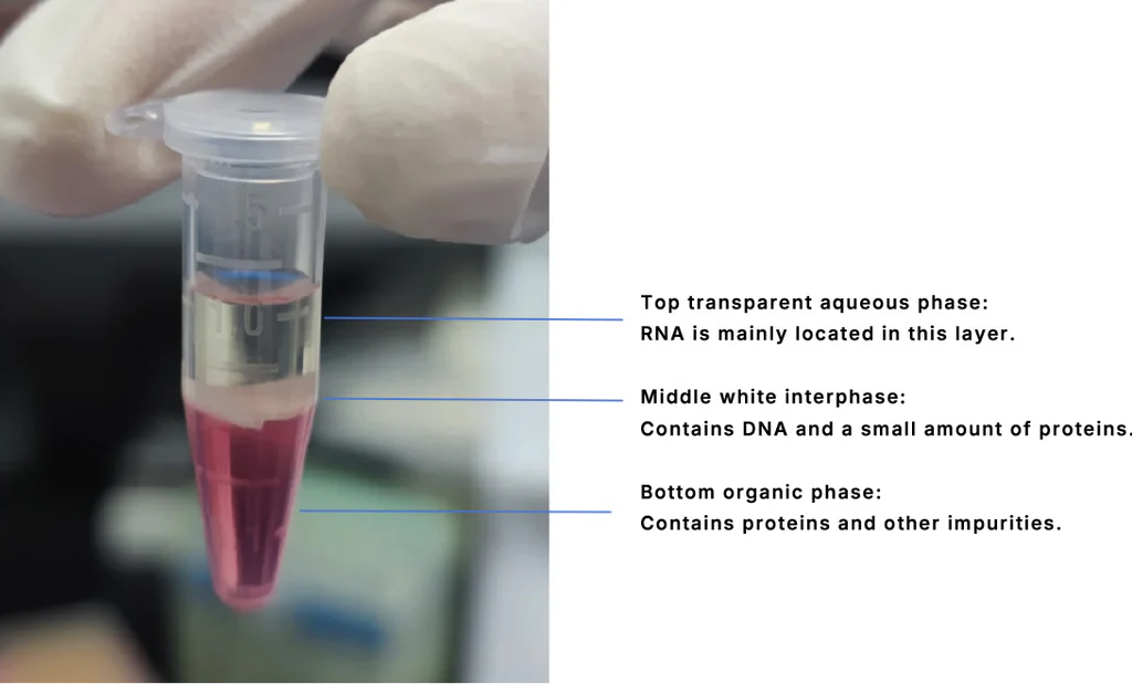 image 84 Phase separation during mRNA extraction using TRIzol reagent