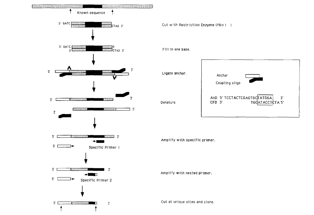 image Ligation-mediated anchored PCR