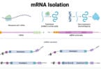 mRNA Isolation mRNA Isolation