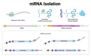 mRNA Isolation mRNA Isolation