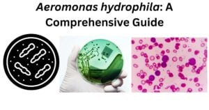 Aeromonas hydrophila A Comprehensive Guide Aeromonas hydrophila: A Comprehensive Guide