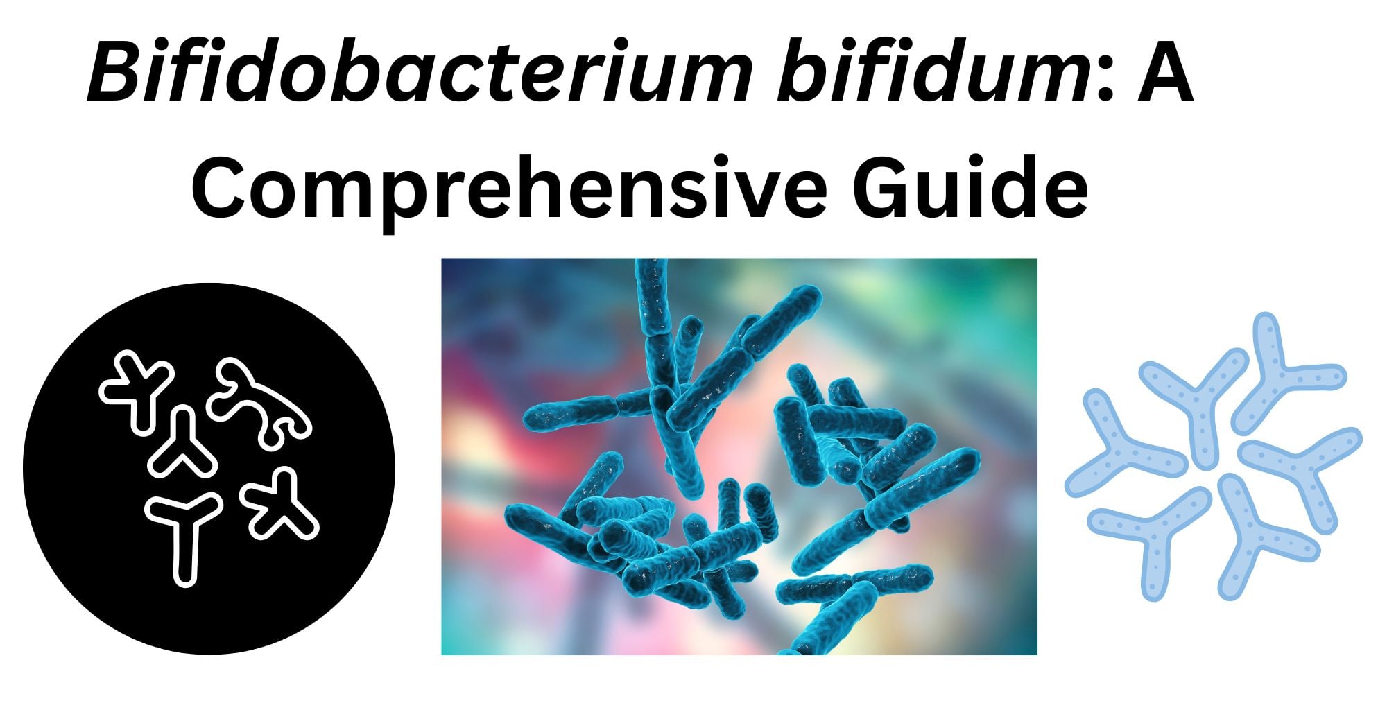 Bifidobacterium bifidum 1 Bifidobacterium bifidum