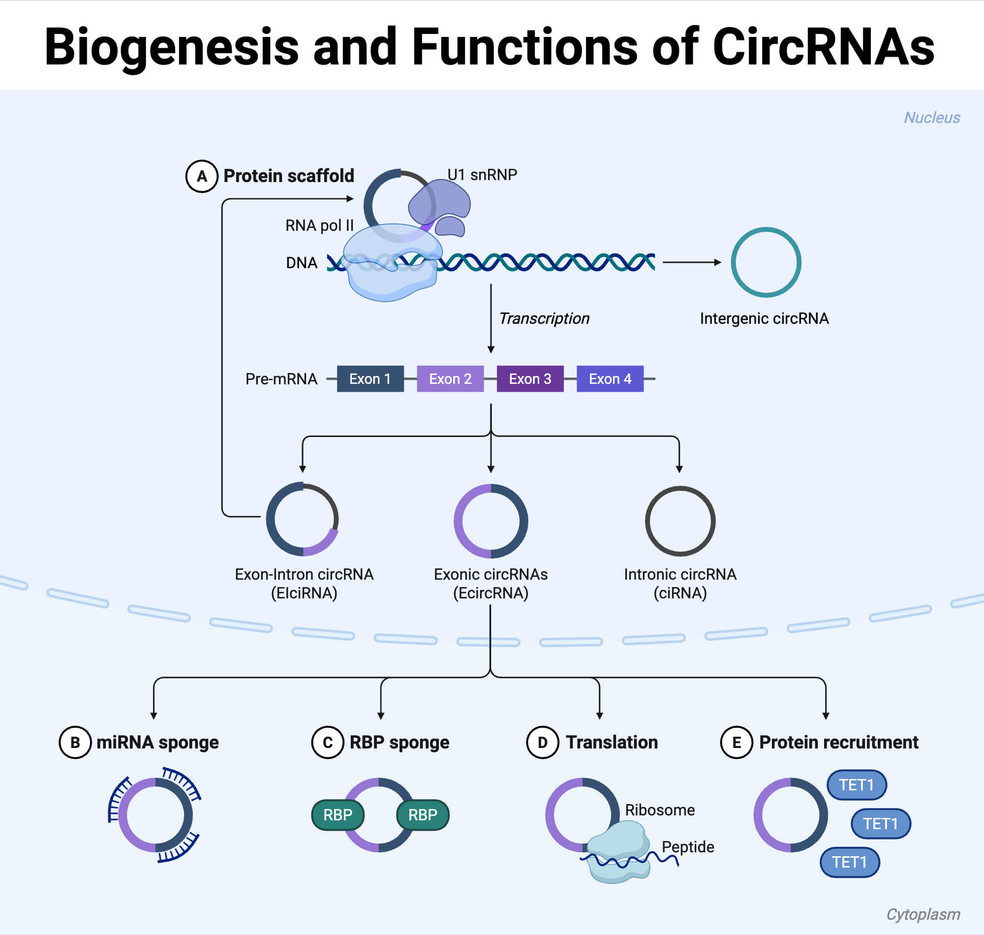 Biogenesis and Functions of CircRNAs Biogenesis and Functions of CircRNAs