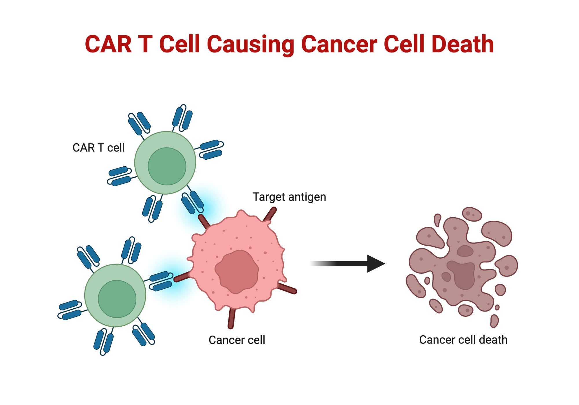 CAR T Cell Causing Cancer Cell Death CAR T Cell Causing Cancer Cell Death