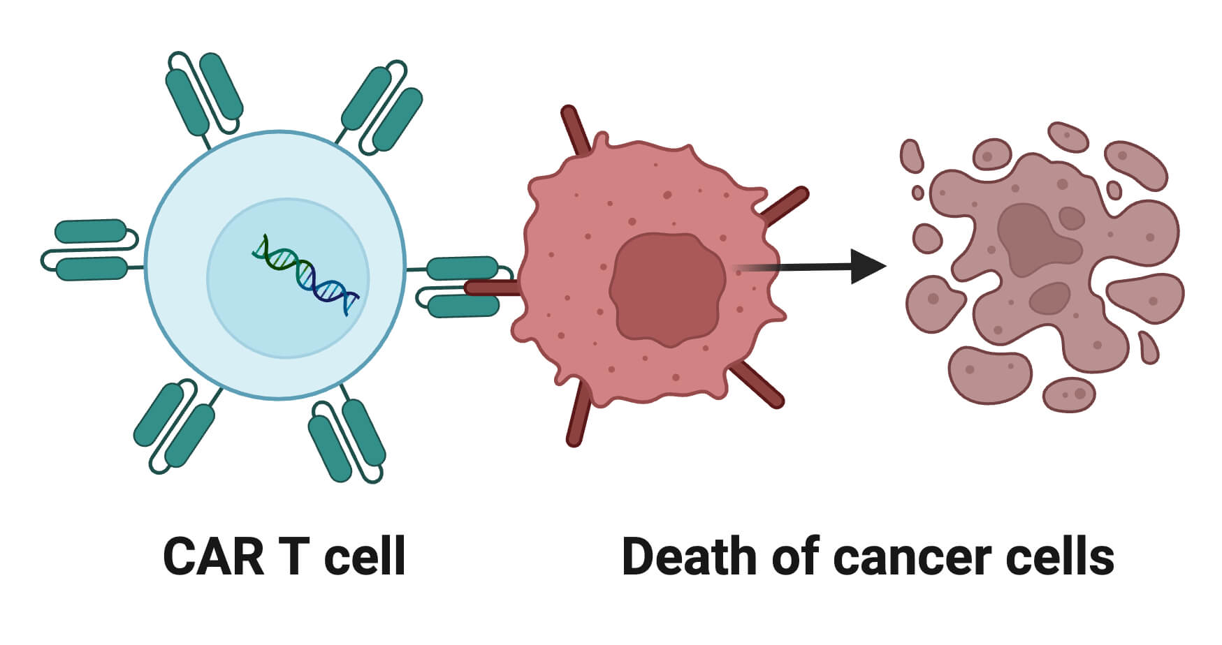 CAR T Cell Therapy Mechanism CAR T Cell Therapy Mechanism