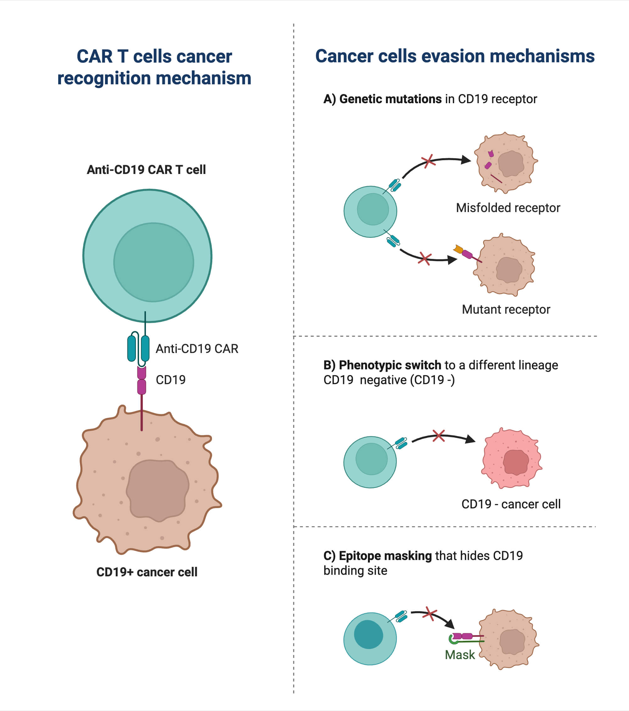 CAR T Therapy for CD19 Cancer Cells CAR T Therapy for CD19+ Cancer Cells