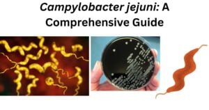 Campylobacter jejuni Campylobacter jejuni