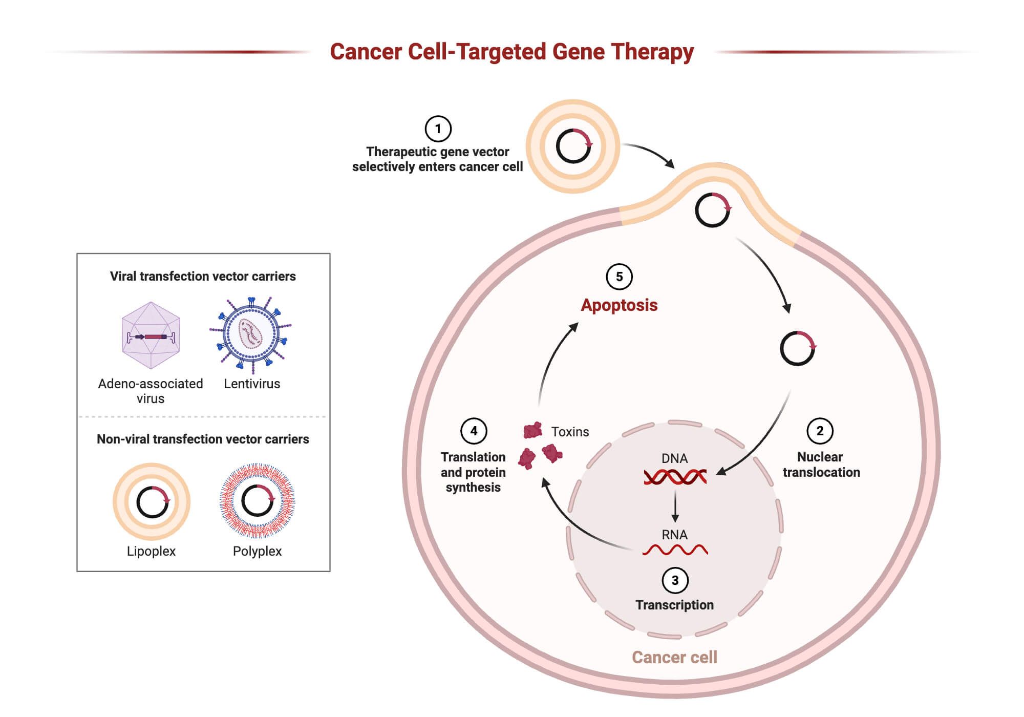 Cancer Cell Targeted Gene Therapy Cancer Cell-Targeted Gene Therapy