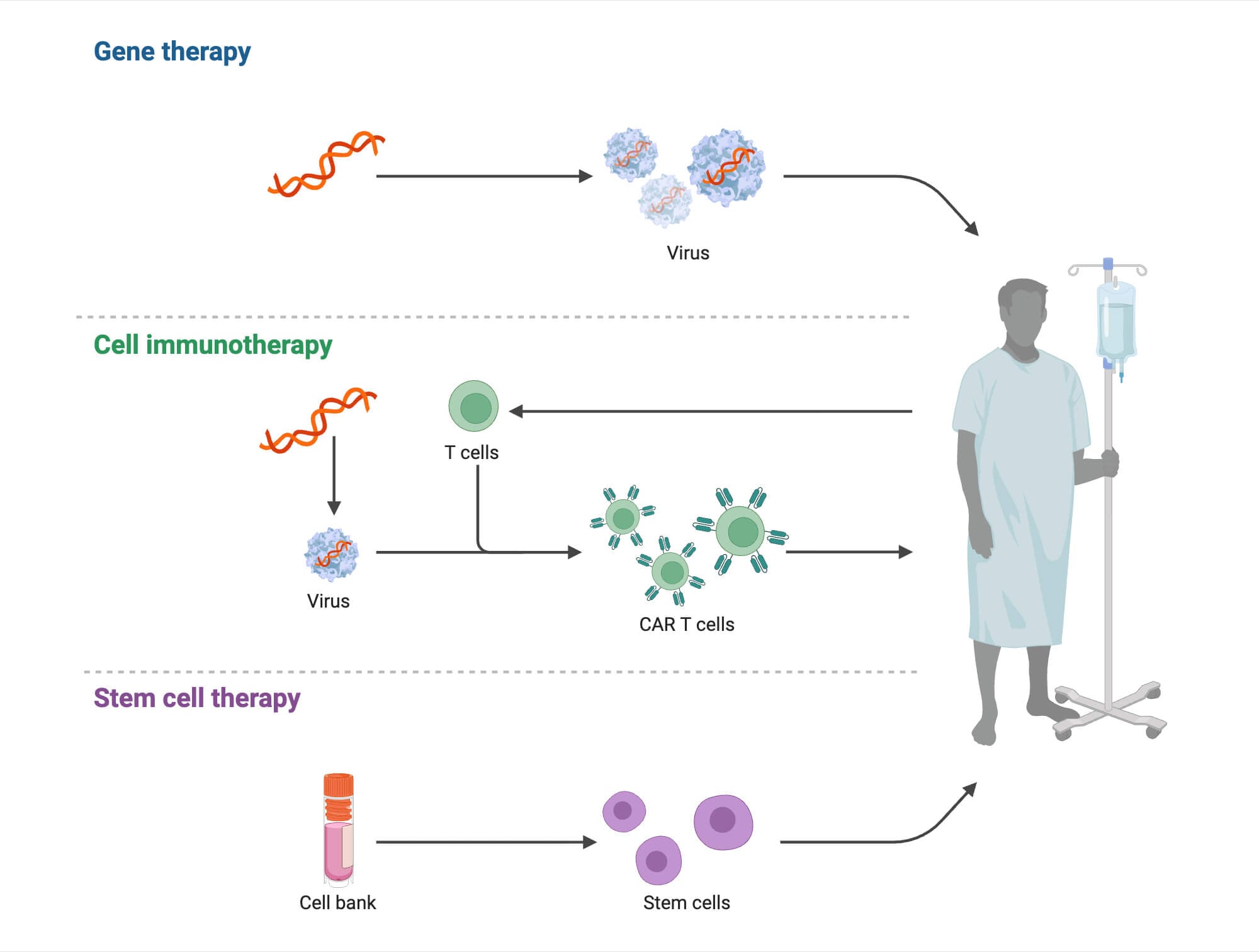 Cell and Gene Therapy Cell and Gene Therapy