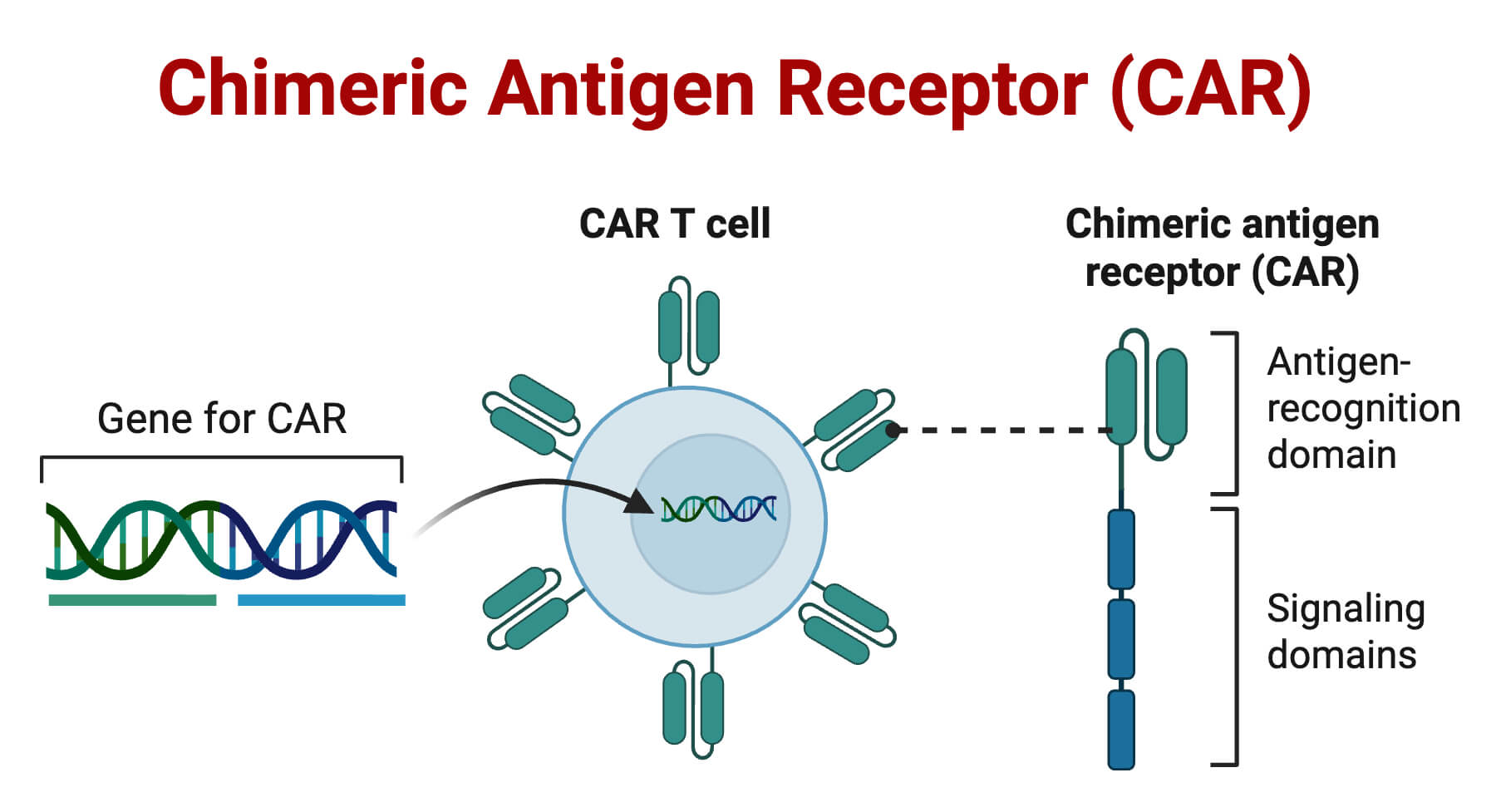 Chimeric Antigen Receptor CAR Chimeric Antigen Receptor (CAR)