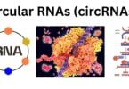 Circular RNAs circRNAs Circular RNAs (circRNAs)