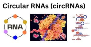 Circular RNAs circRNAs Circular RNAs (circRNAs)