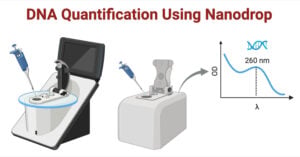 DNA Quantification Using Nanodrop DNA Quantification Using Nanodrop