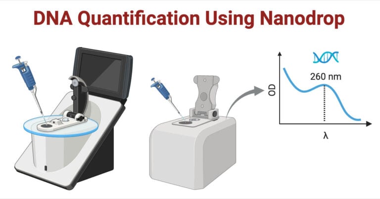 DNA Quantification Using Nanodrop: Principle, Steps, Uses