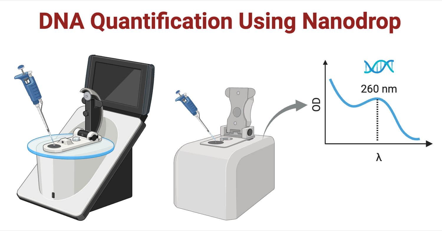 DNA Quantification Using Nanodrop