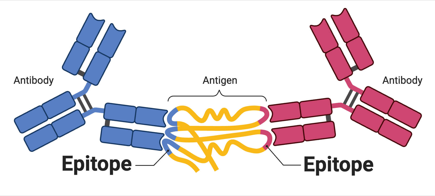 Epitope Epitope