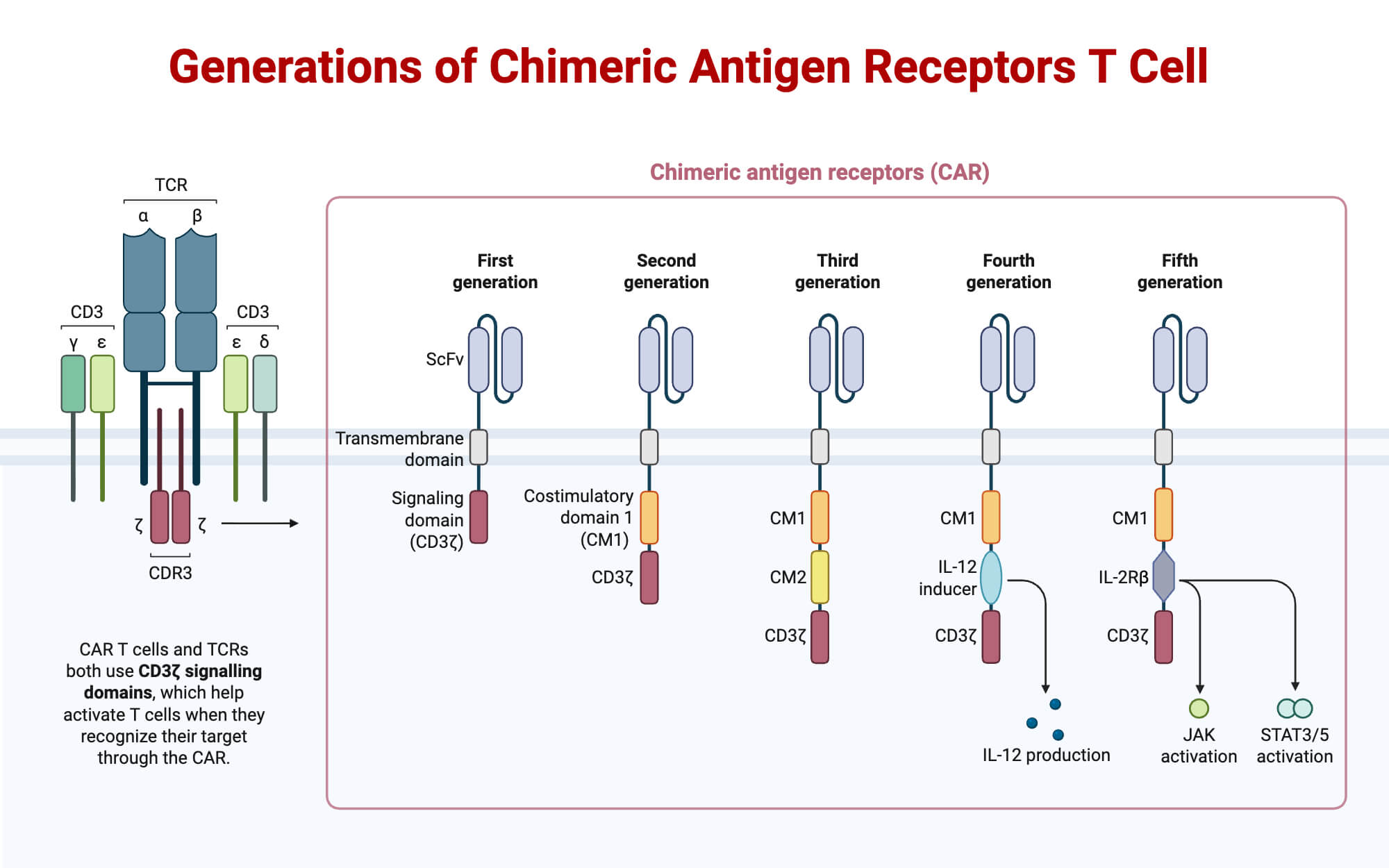 Generations of CAR T Cell Generations of CAR T Cell