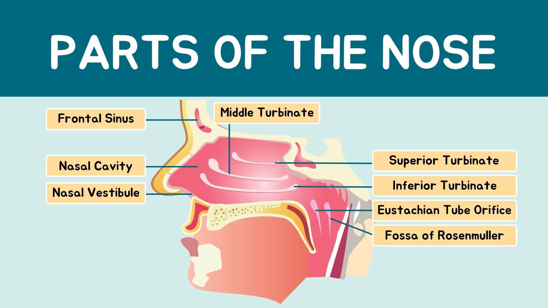 Parts of the Nose Parts of the Nose