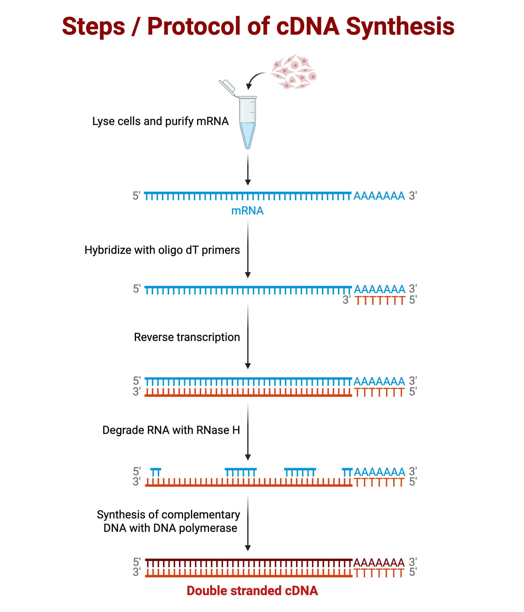 Steps Protocol of cDNA Synthesis from RNA Steps / Protocol of cDNA Synthesis from RNA