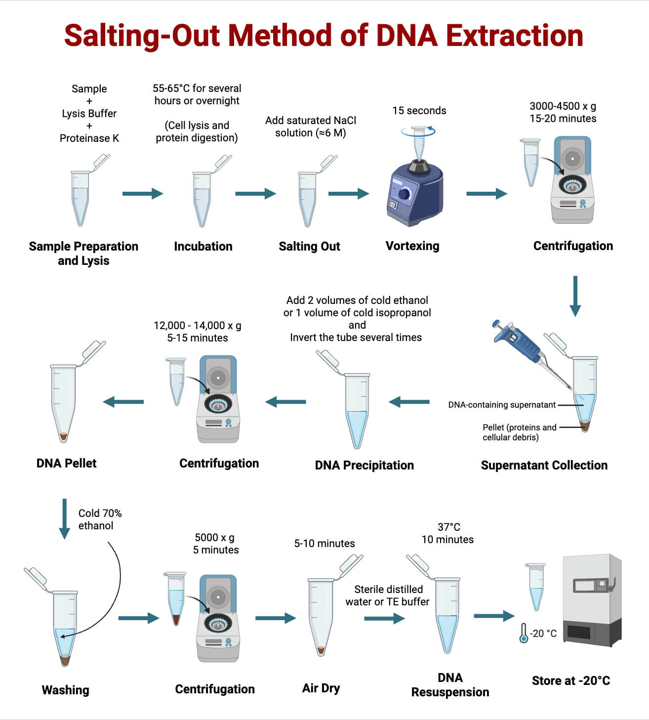 Steps of the Salting Out Method of DNA Steps of the Salting-Out Method of DNA Extraction