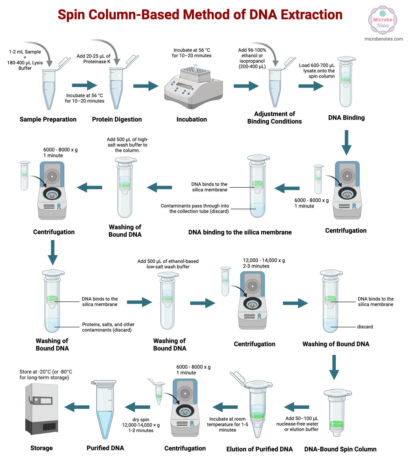 Steps of the Spin Column Based Method of DNA Steps of the Spin Column-Based Method of DNA Extraction