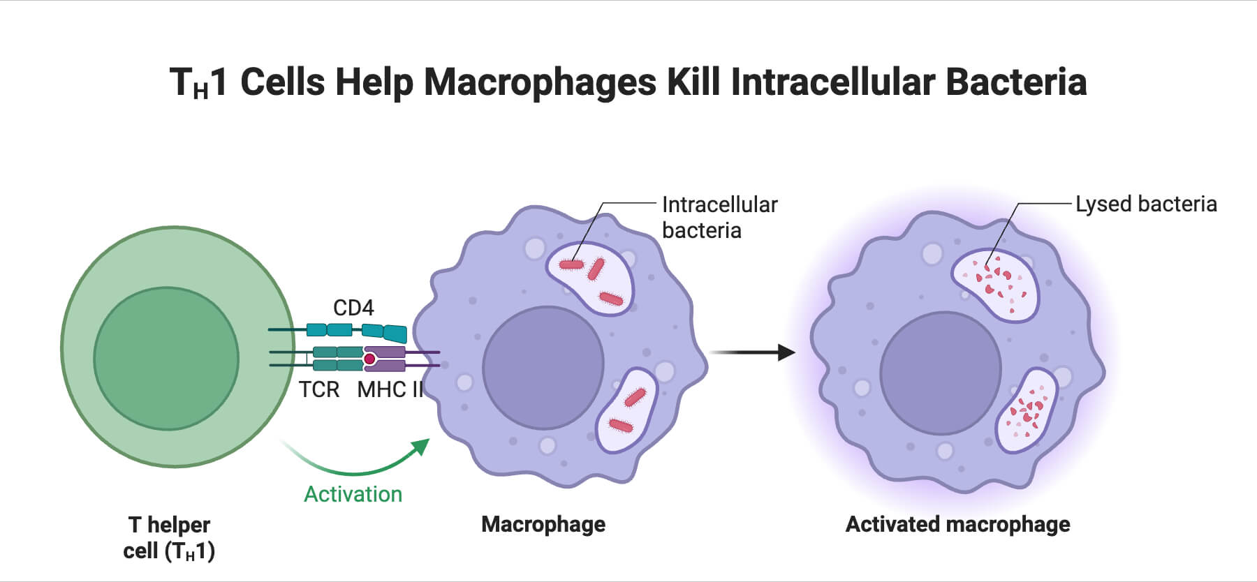 TH1 Cells Help Macrophages Kill Intracellular Bacteria TH1 Cells Help Macrophages Kill Intracellular Bacteria