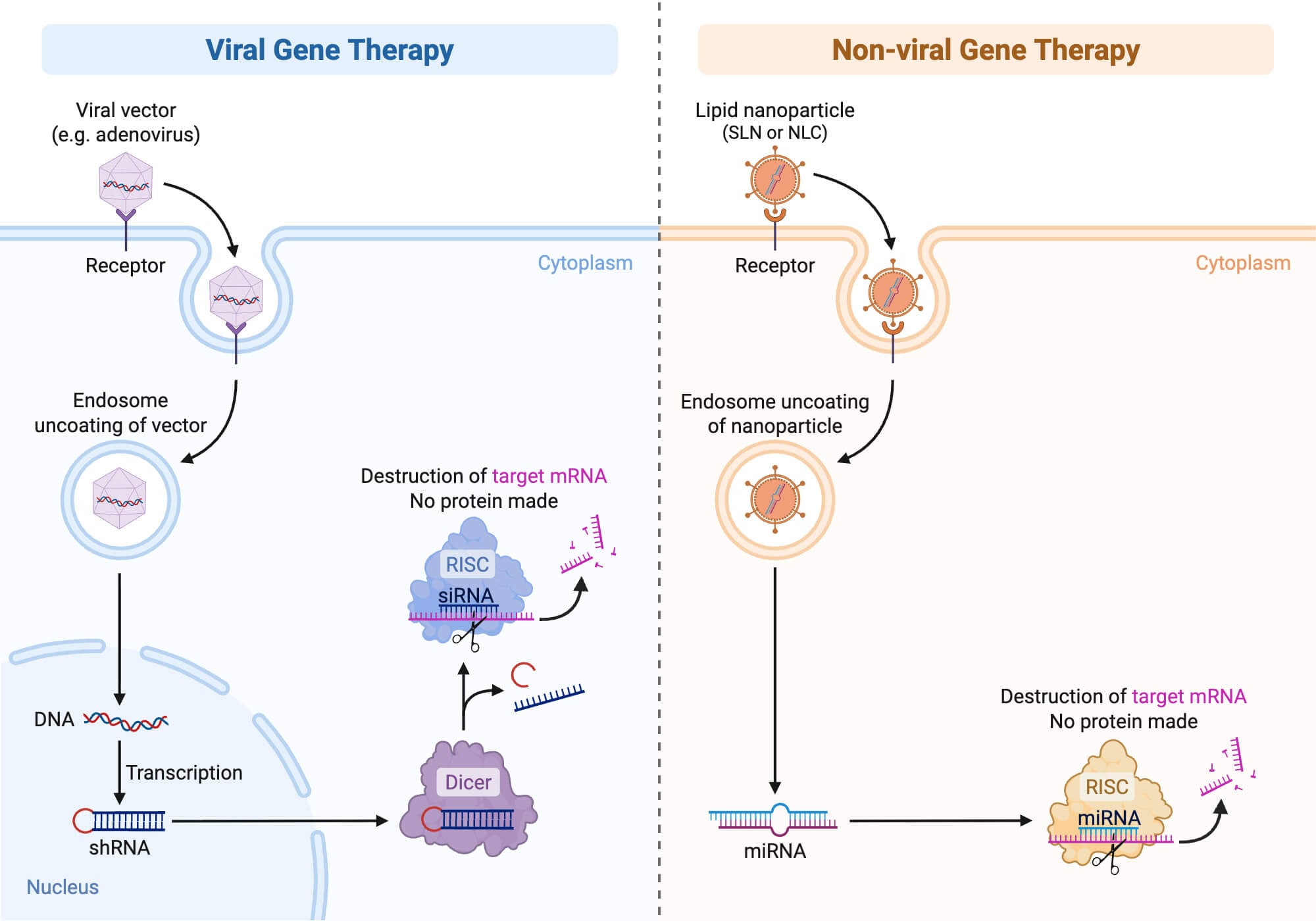 Viral vs Non viral Gene Therapy Viral vs Non-viral Gene Therapy