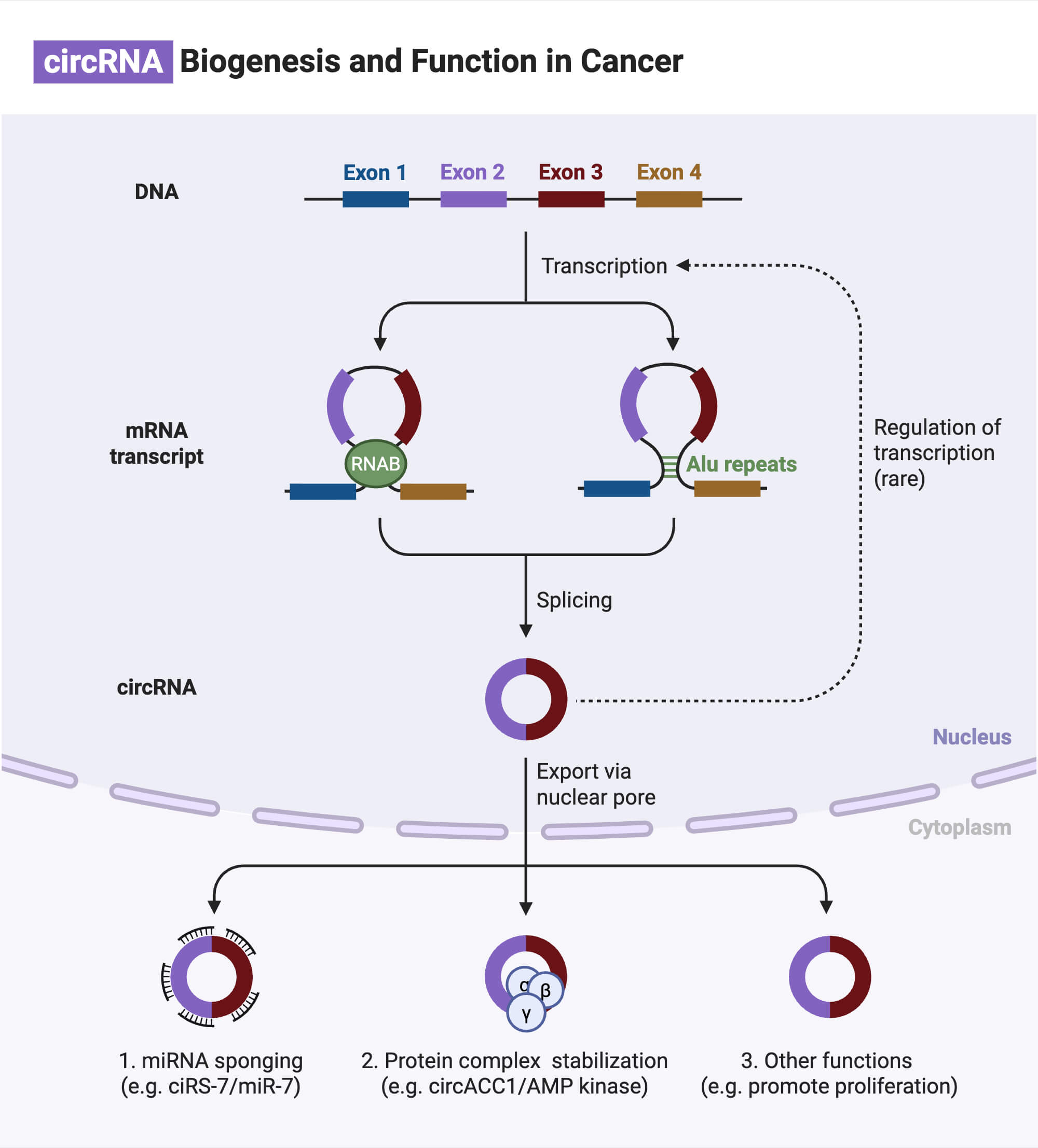 circRNA in Cancer circRNA in Cancer
