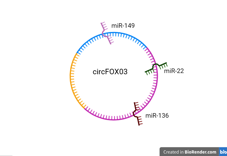 image 1
miRNA sponge effect. circFOXO3 has miRNA response elements (MREs)