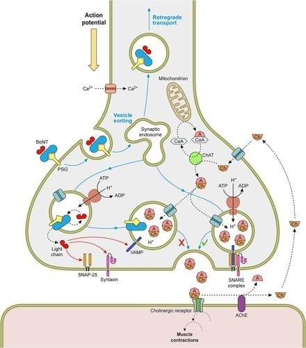 image 10 Pathogenesis of C. botulinum